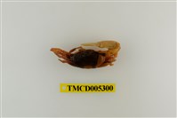 藏品(弧邊管招潮蟹)的圖片